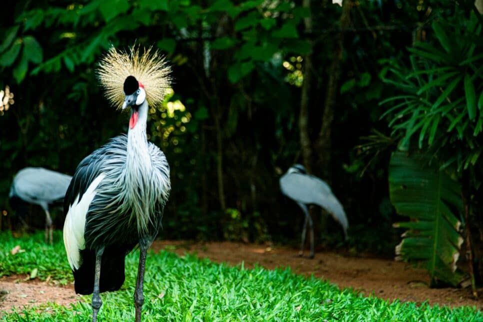 Parque das Aves - Foz do Iguaçu