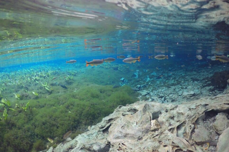 Guia de Destino: Bonito, Mato Grosso do Sul 